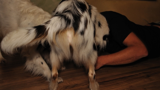 ...making of hundefotos