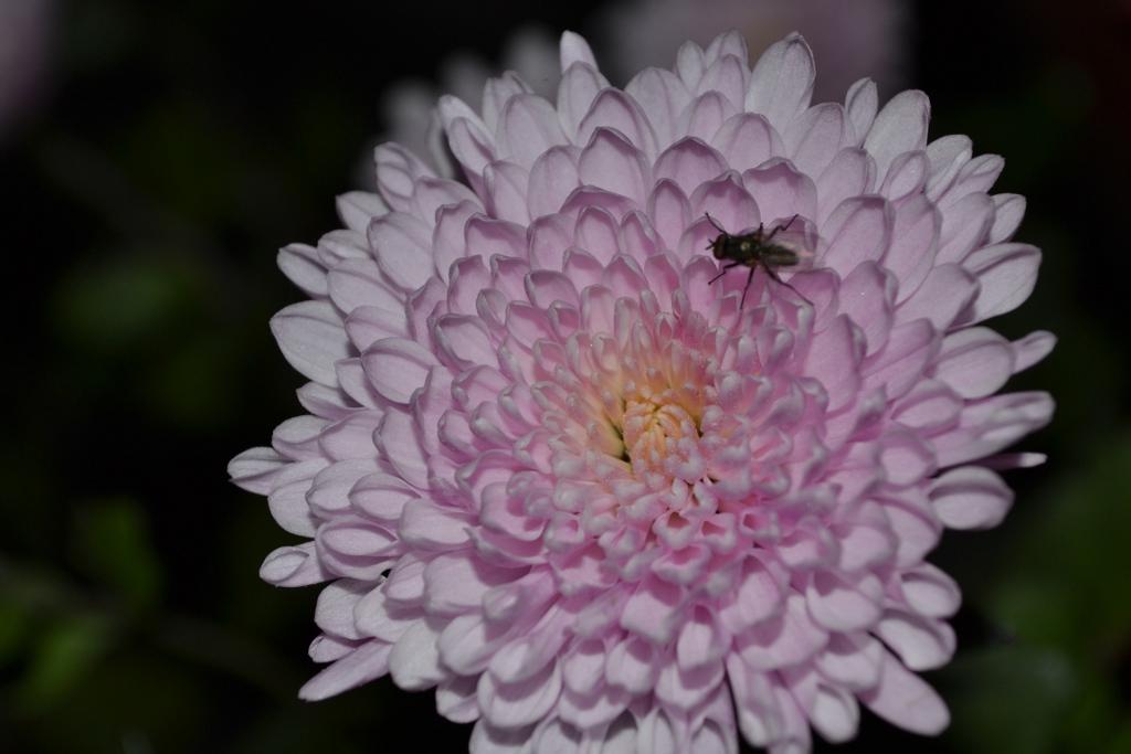 makro 01