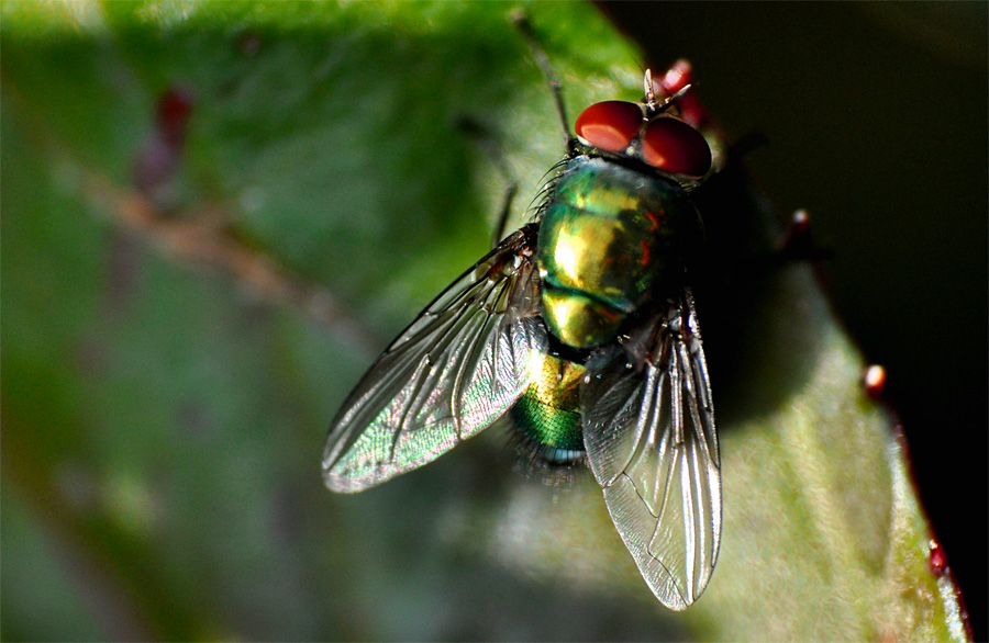 Makro 1 klein