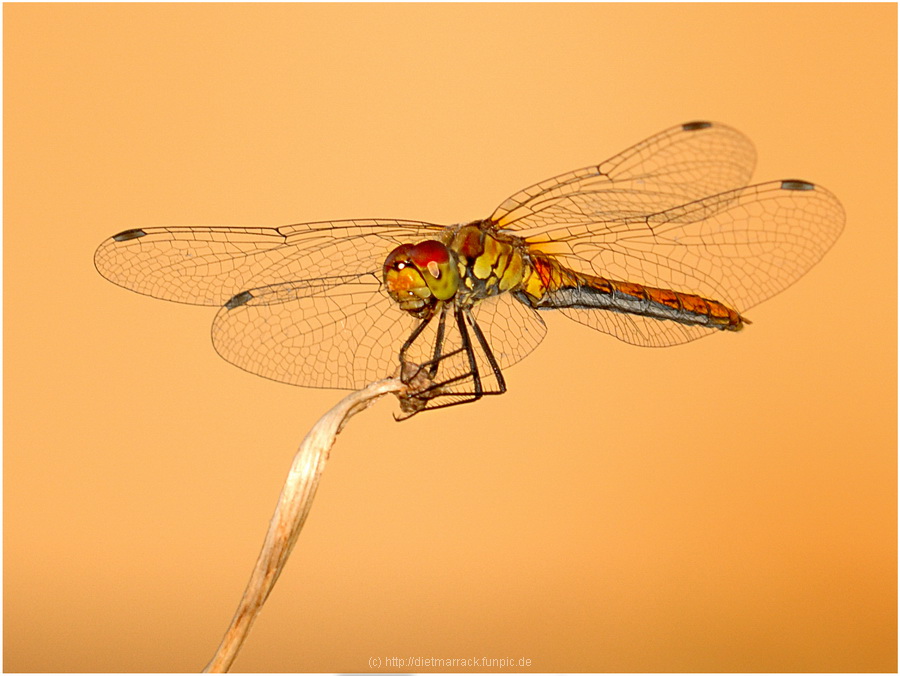 Makro 20100814 1078