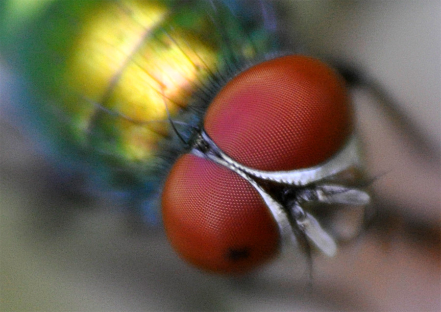 Makro 3 klein