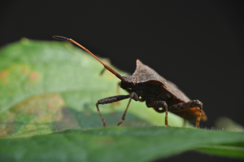 Makro

D5000 / Sigma 70-300 DG APO / Raynox DCR-250

100.0mm / f/11 / 0.017s (1/60) / ISO 200