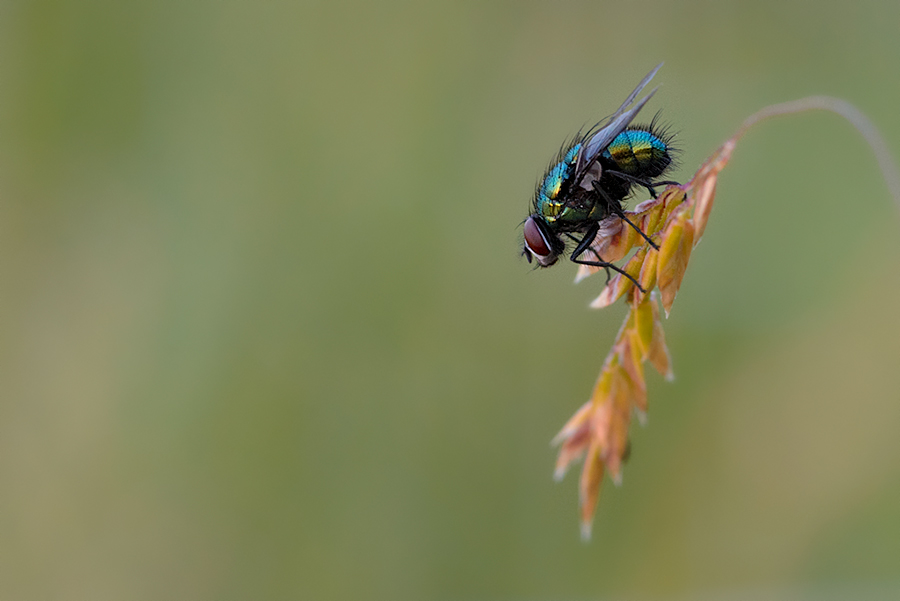 Makro Fliege im Morgenlicht
