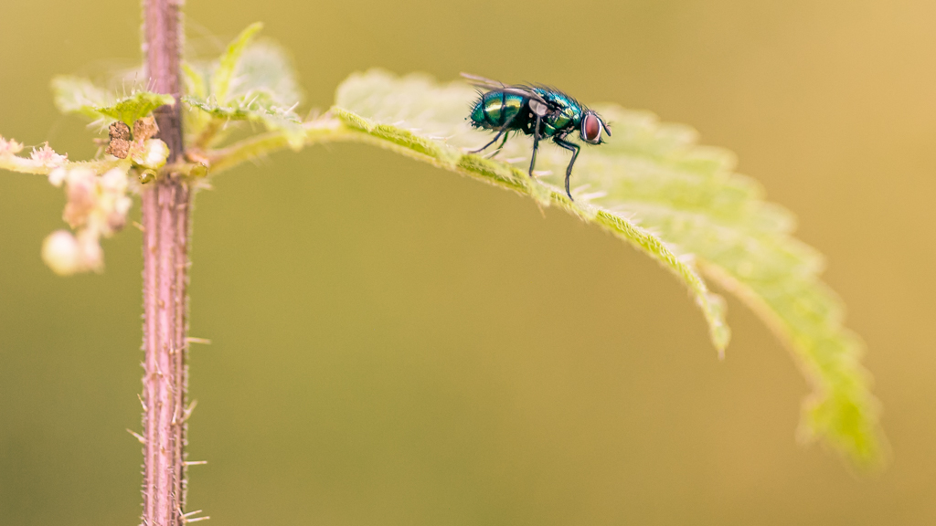 Makro Fliege