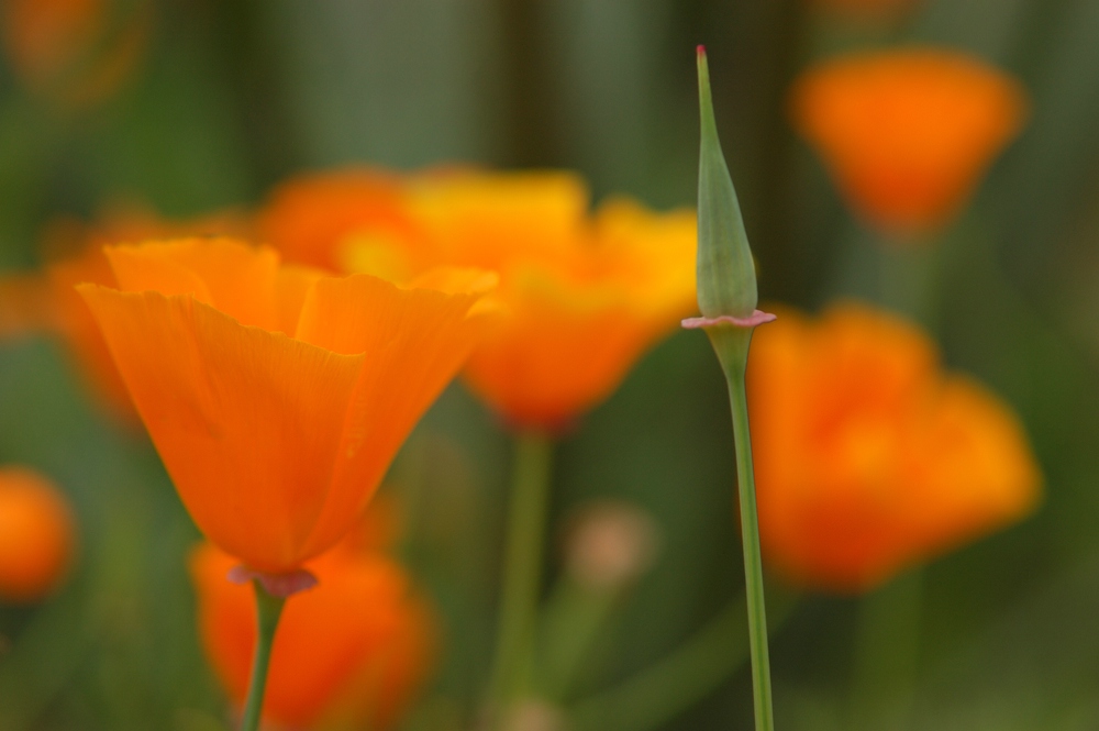 Makro-Freuden im Eden Project