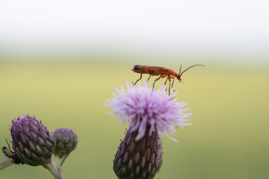 makro käfer1