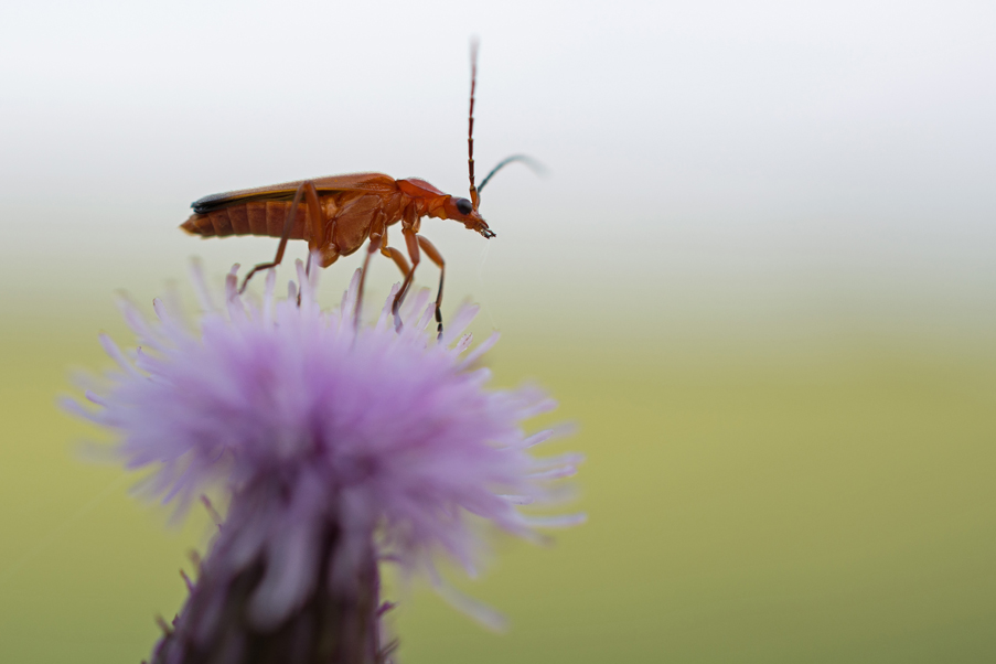 makro käfer2