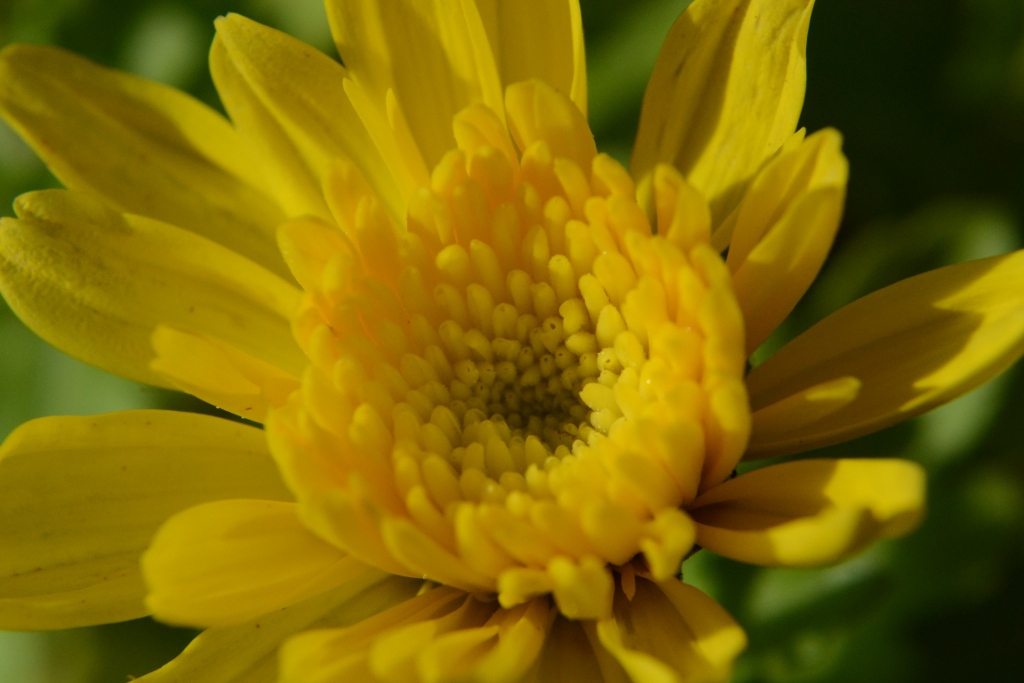 makro mit nahlinse 02