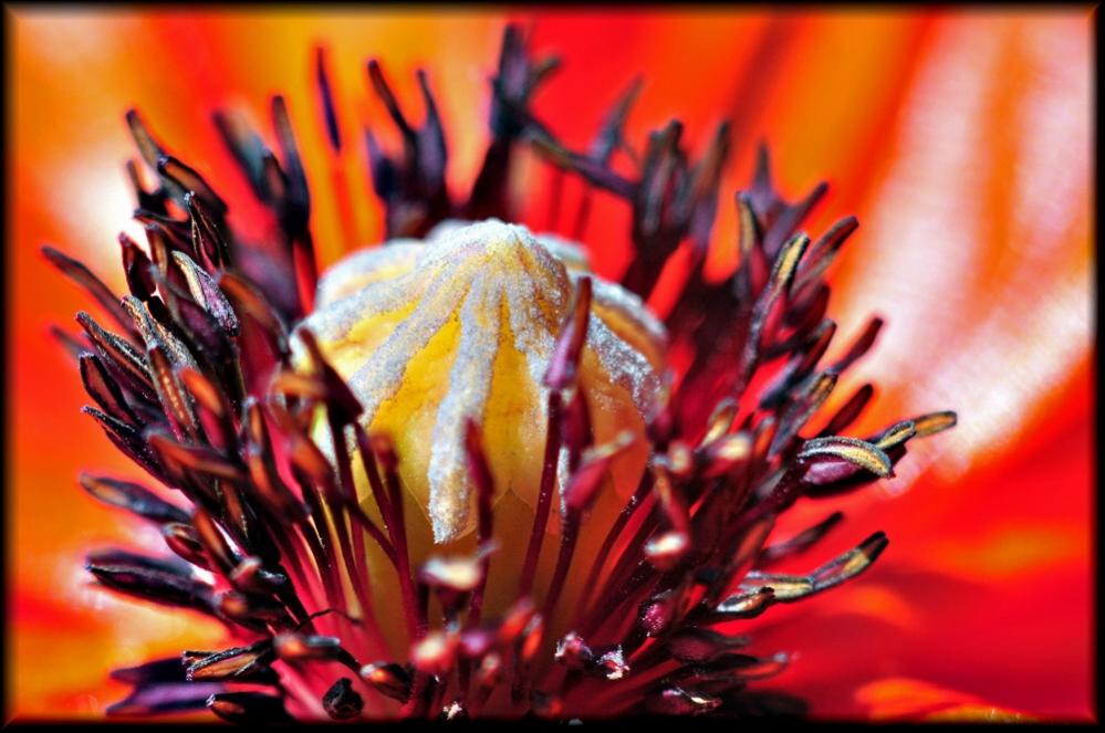 Makro Mohn