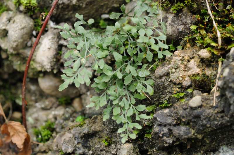 Makro Test Asplenium 2