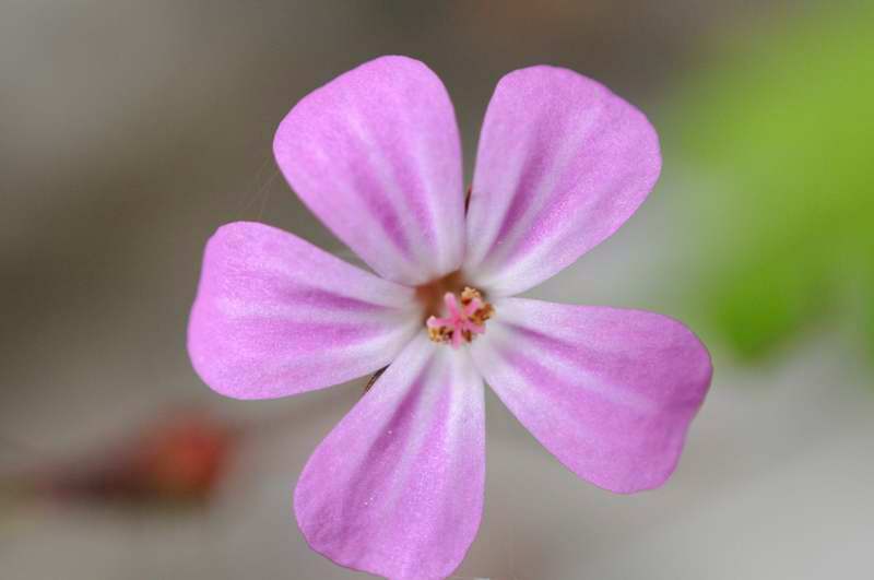 Makro Test Bluete 2