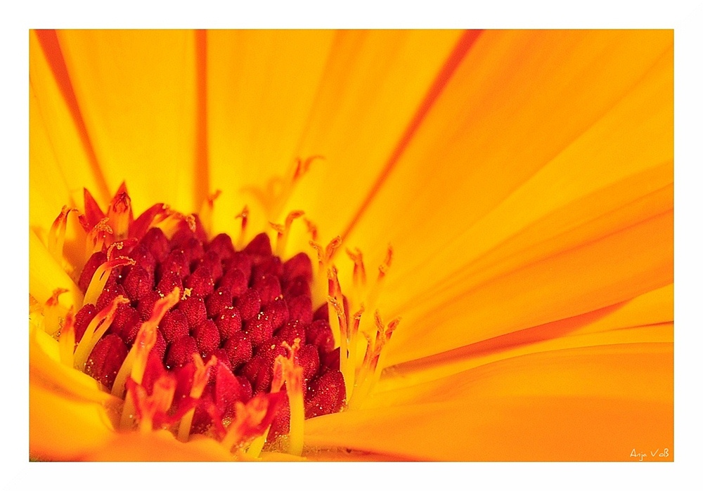 Makroblume