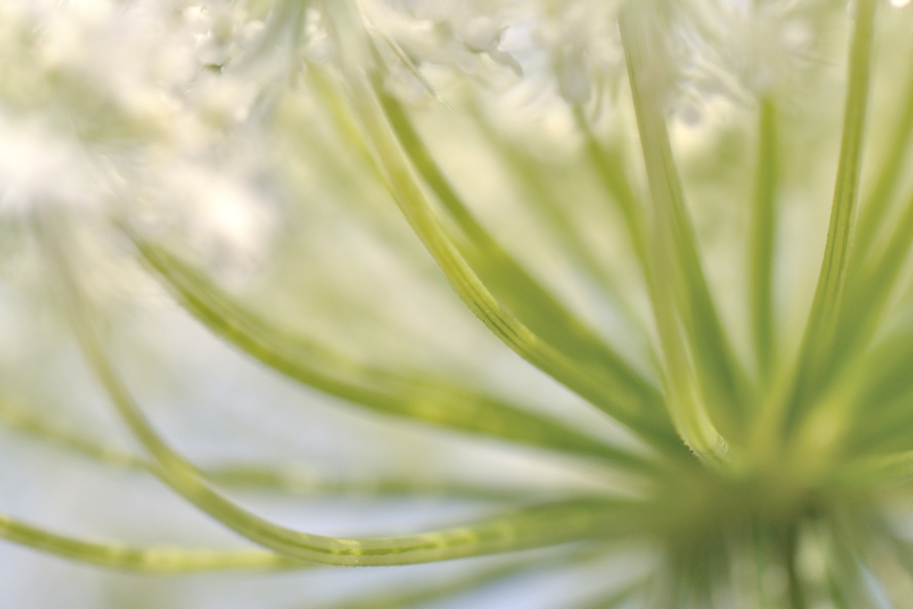Makroblume