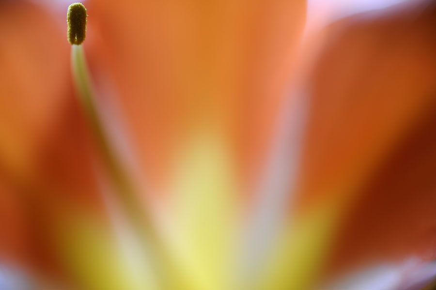 Makroversuch an einer Blume