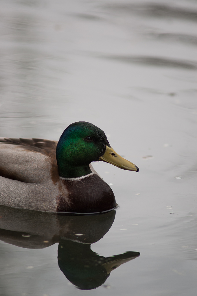 mal ne scharfe Ente... mit dem 300mm F4