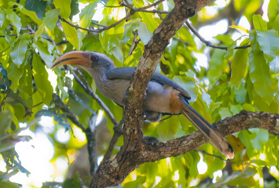 Malabar Gray Hornbill Wildlife
Bicholim Goa India 22.12.2010