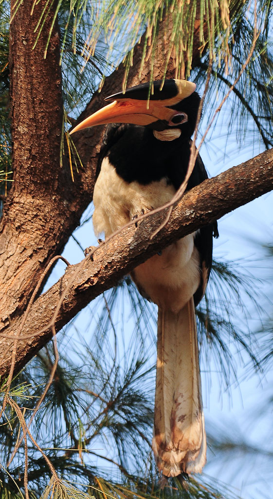 Malabar pied Hornbill 1