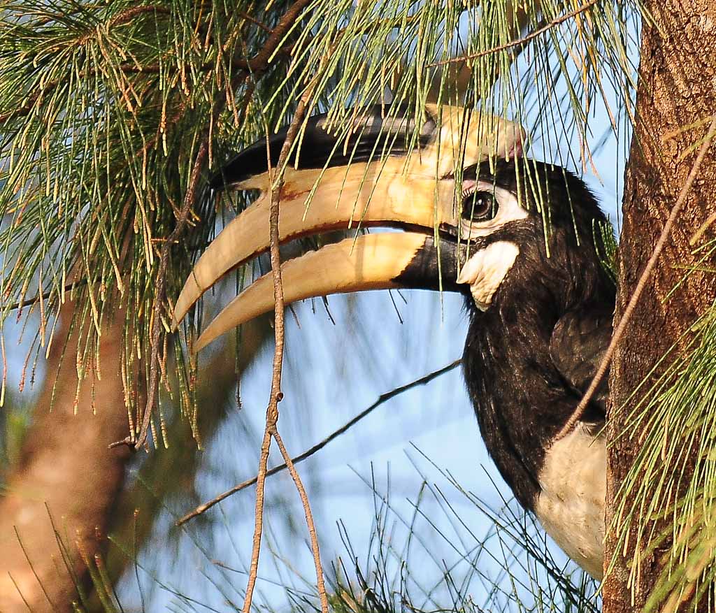 Malabar pied Hornbill 1