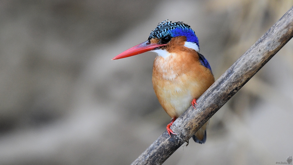 Malachiteisvogel (Haubenzwergfischer, Malachite Kingfisher)
Selous Game Reserve

s1583 Selous Malachite Kingfisher D50 1309