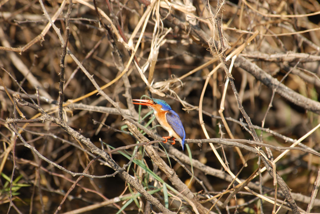 Malachiteisvogel - Okavango, Panhandle Region
Brennweite 400, 1/160 sek, ISO 100, F6,3
Aufgenommen freihand vom Boot