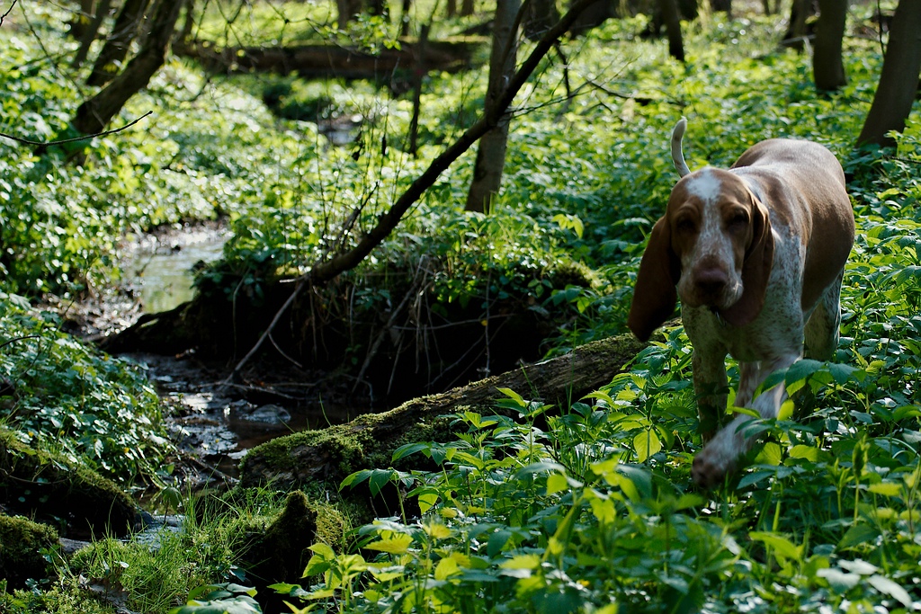 Mali im Zauberwald
