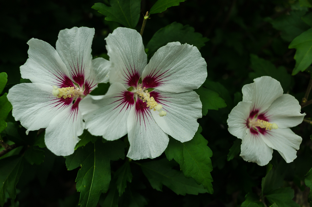 Malvenblüten weiß