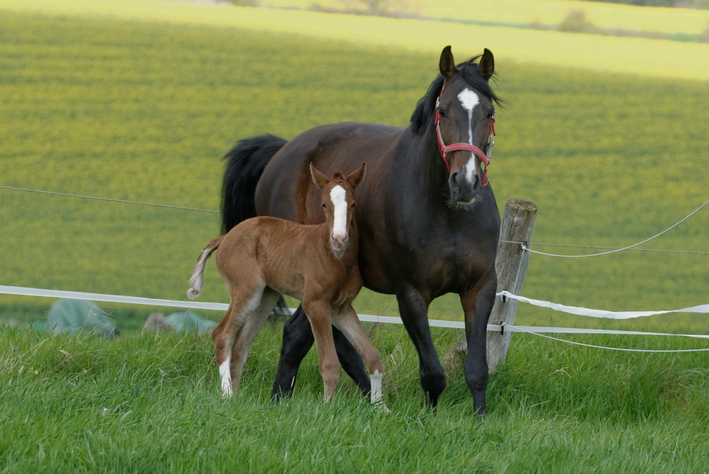 Mama, renn mit mir