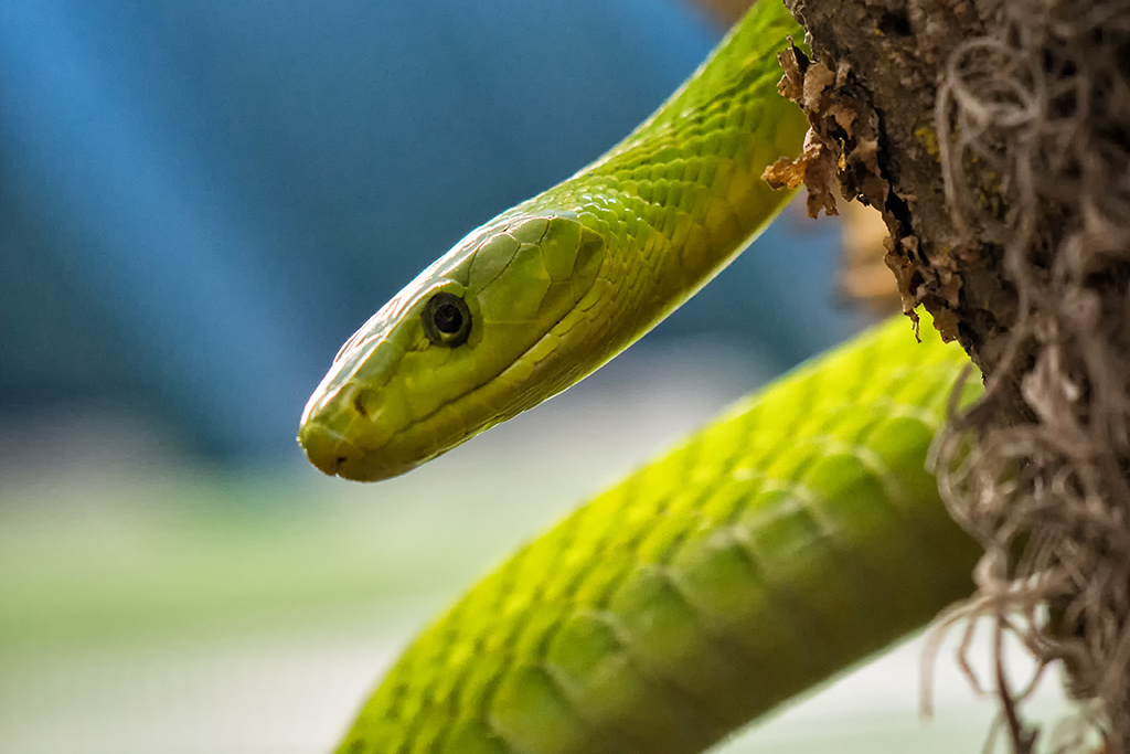 Mamba