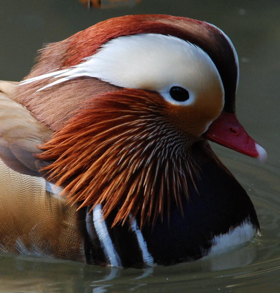 Mandarin Ente im Porträt