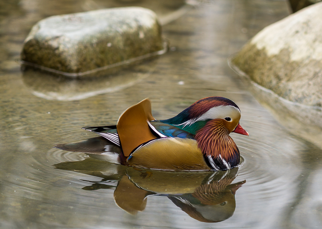 Mandarin-Ente