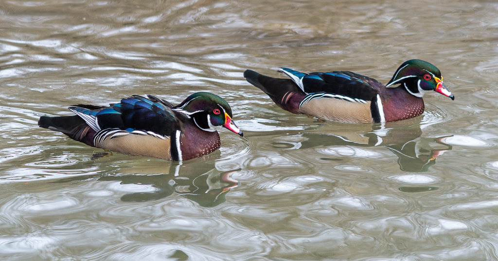 Mandarin-Enten