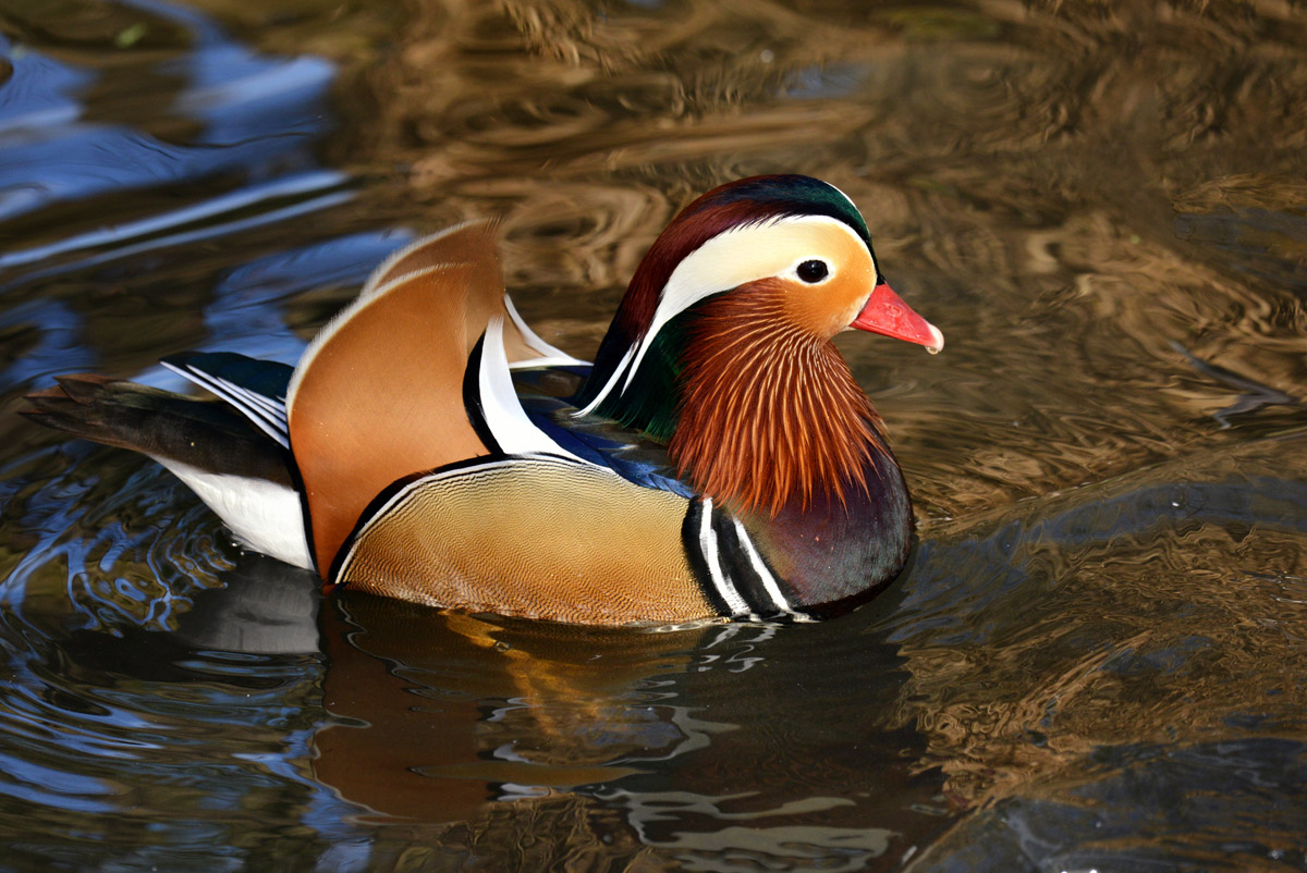 mandarina duck 1200