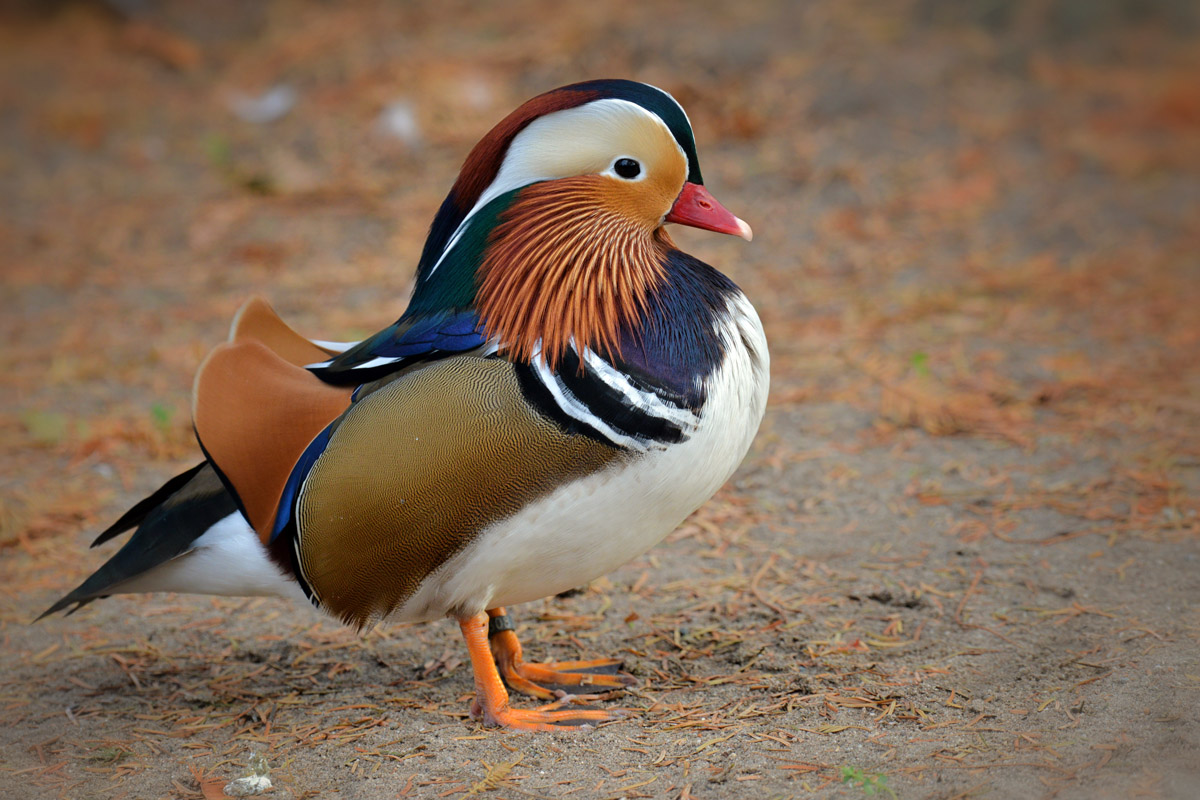 mandarinduck 1200 02