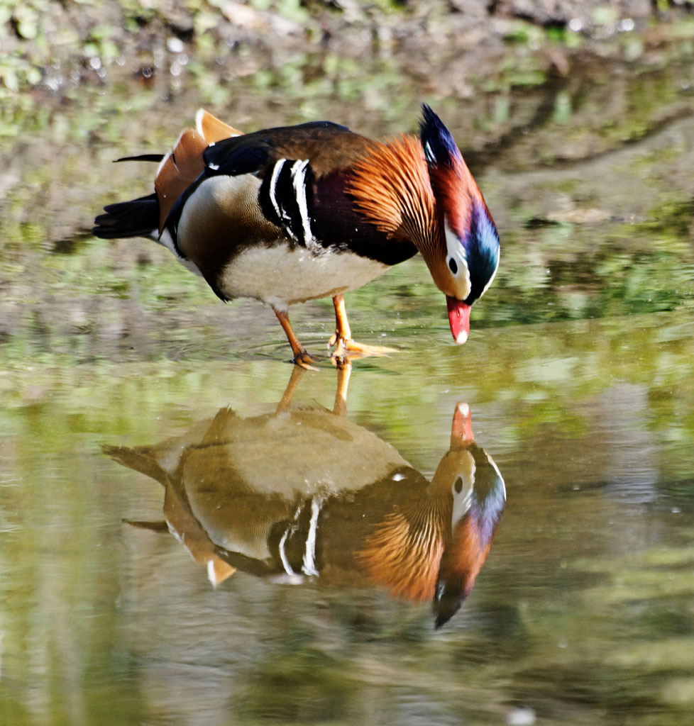 Mandarinente