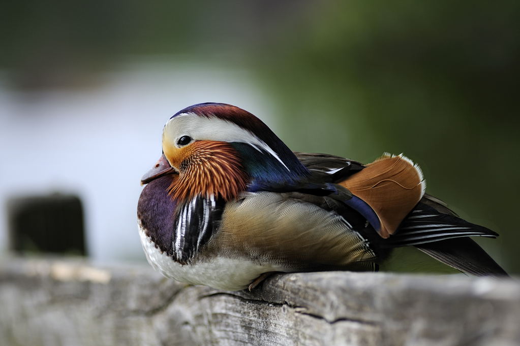 Mandarinente