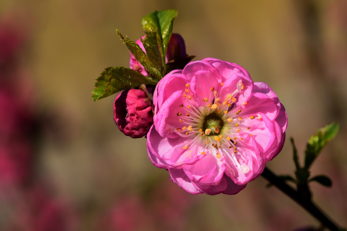 Mandelbäumchen, Prunus triloba 2