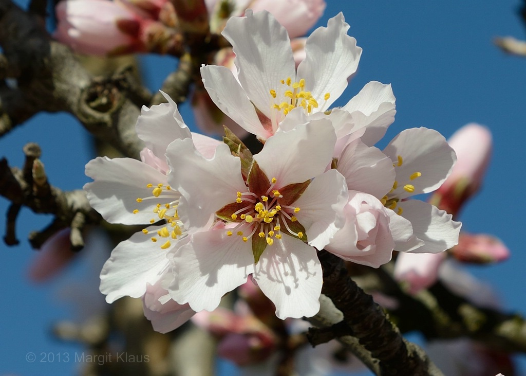 Mandelblüte 001