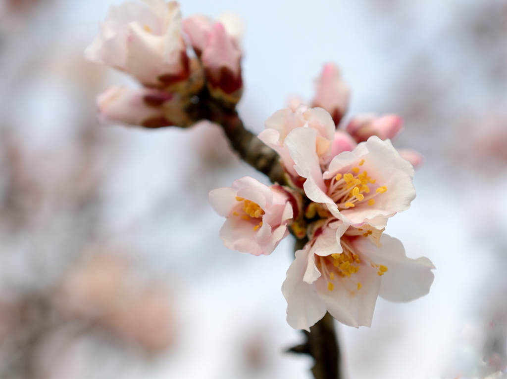 Mandelblüte 0647