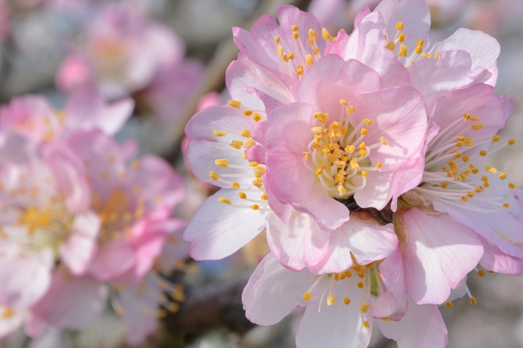Mandelblüte 3343A