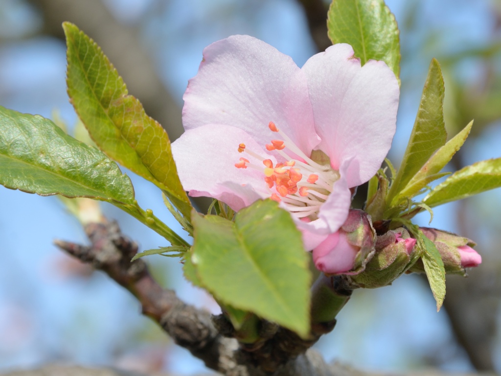 Mandelblüte 3349A