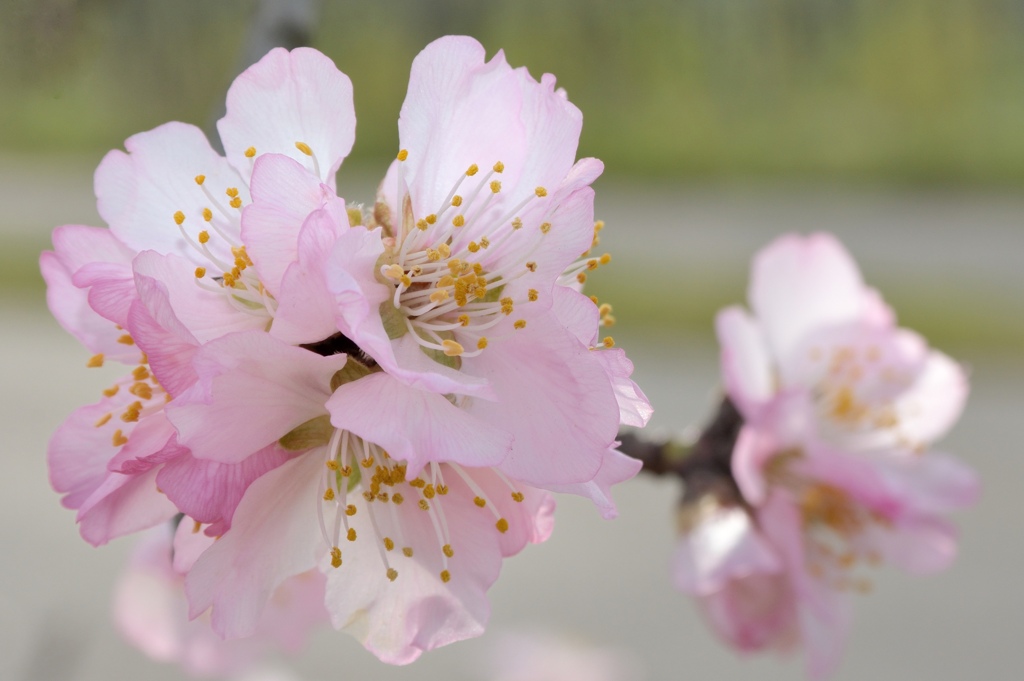 Mandelblüte 3380S