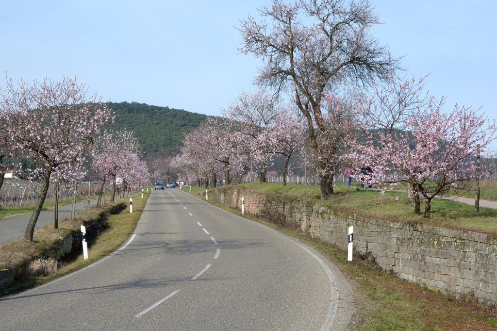 Mandelblüte NW Gimmeldingen 3333