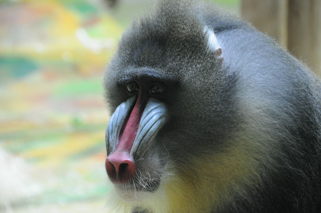 Mandrill-Boss