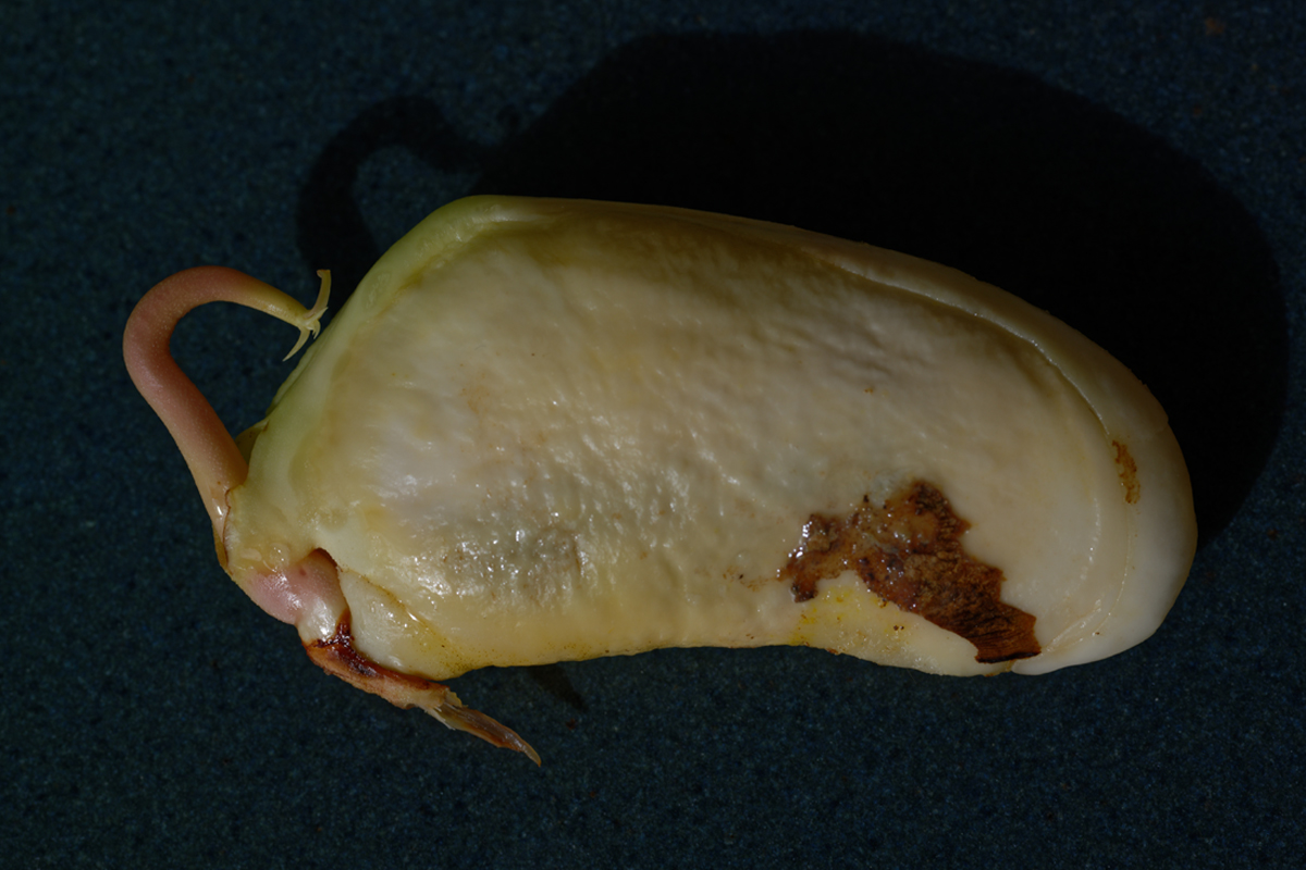 Mango Keim.jpg