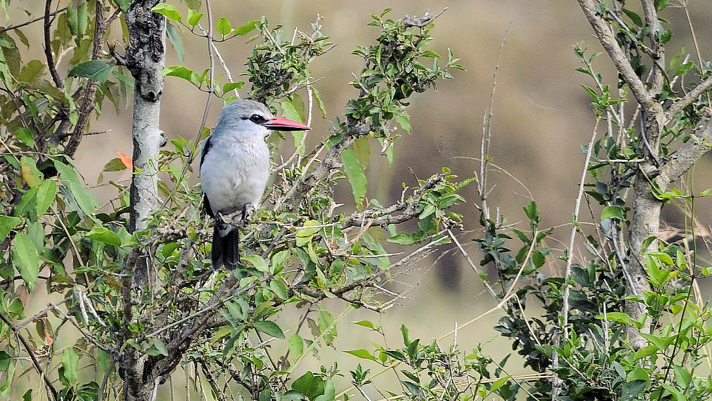 Mangroven Kingfisher