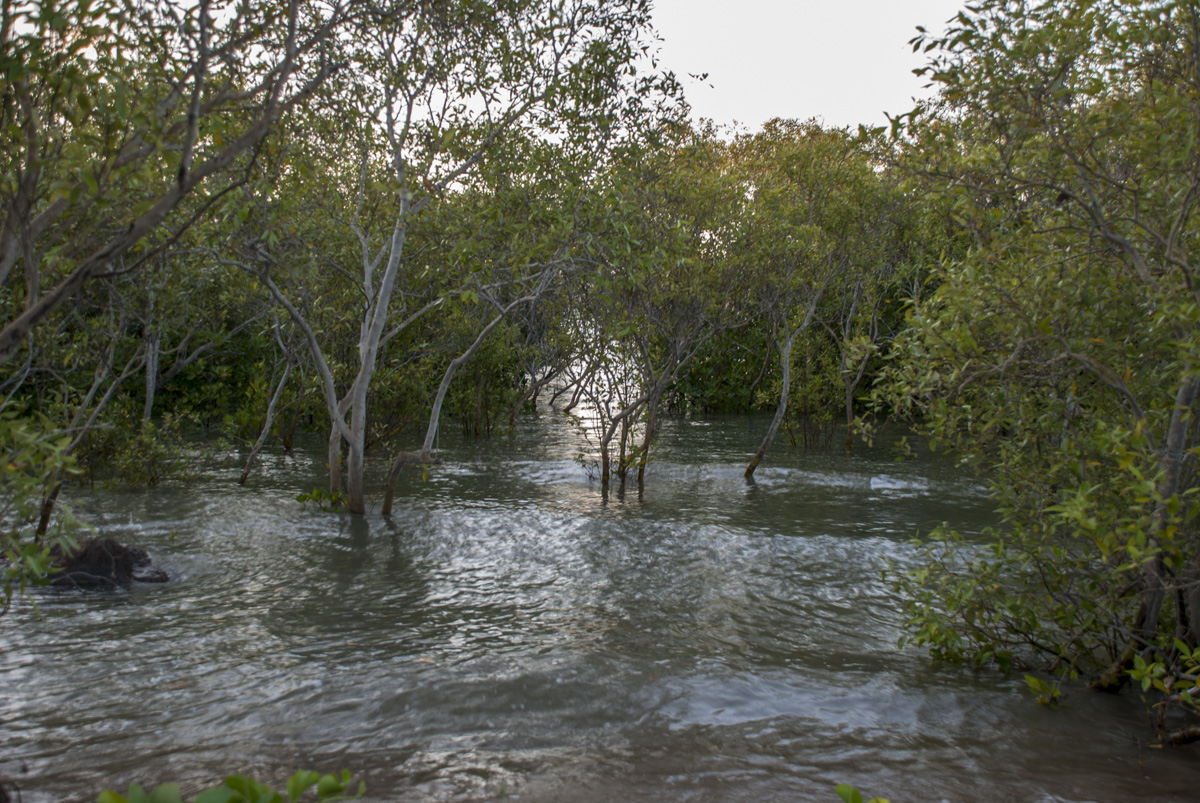 Mangroven Townsville
