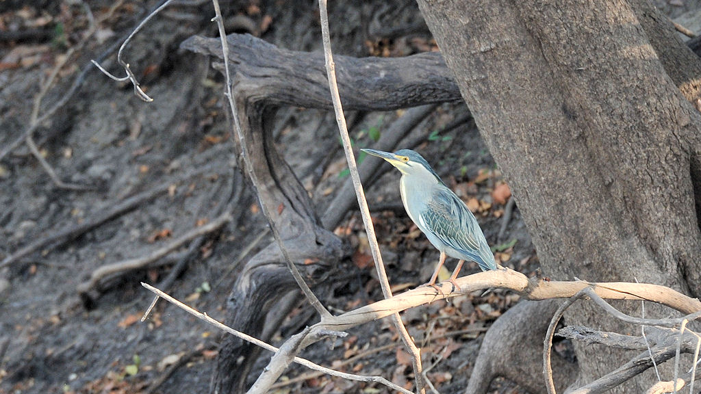 Mangrovenreiher (Green Backed Heron)
Lufupa River, Kafue
4707