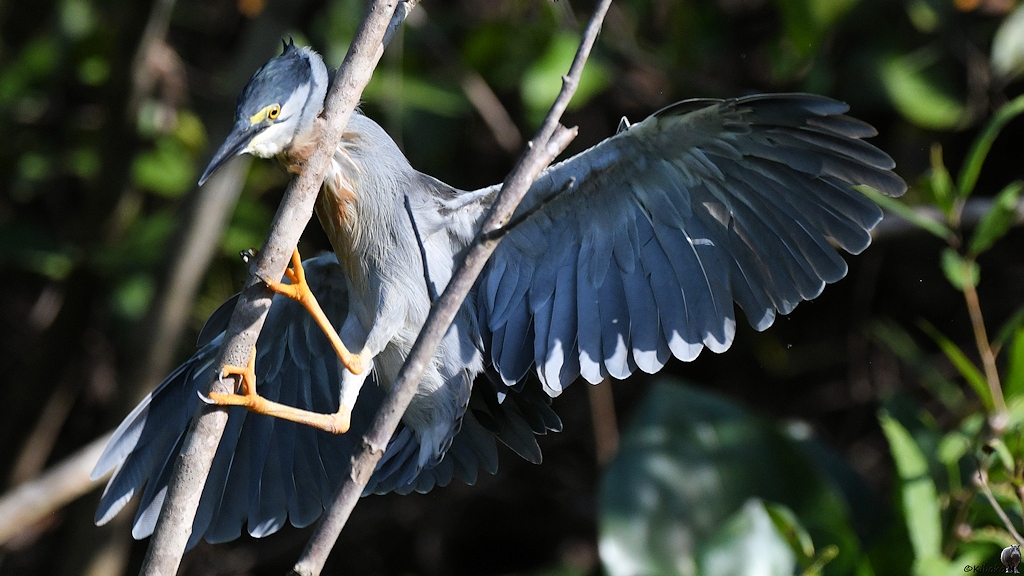 Mangrovenreiher (Striated heron)

s819 PantanalHotel StriatedHeron 3636