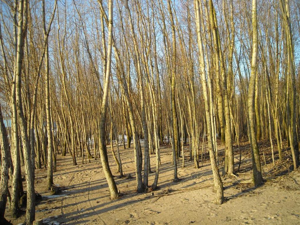 Mangrovenwerth