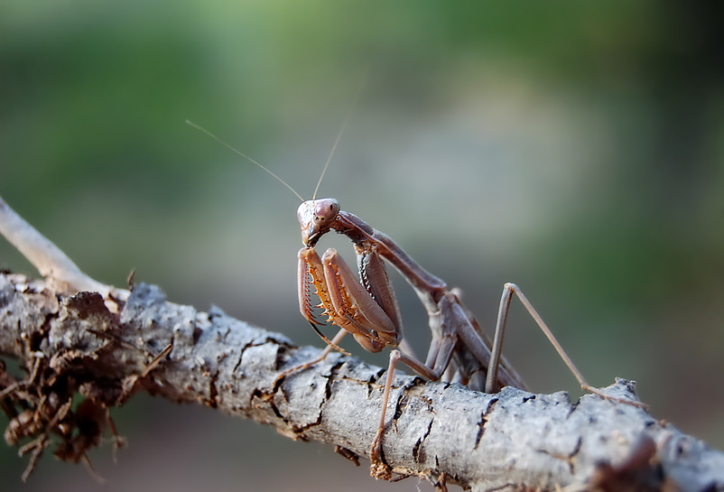 Mantis religiosa
"Gottesanbeterin"

Aufgenommen in der Maccia in Griechenland bei Korinth